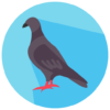 Quail & Pigeon